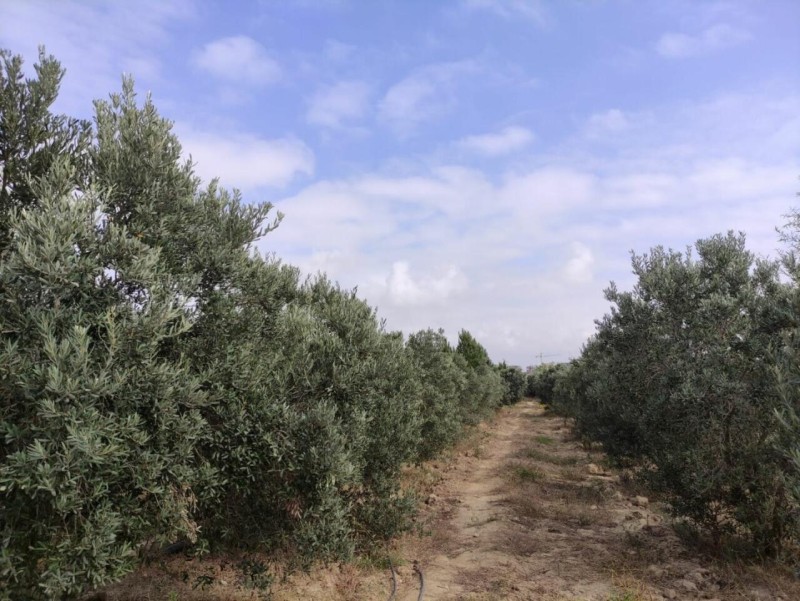 Zığa bu məqsədlə 6 milyon ayrıldı