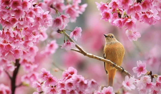 Sabahın hava proqnozu açıqlandı