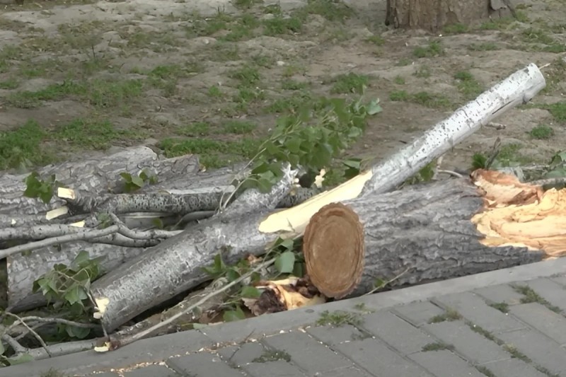Qaraçuxurda ağac yola aşdı, hərəkət məhdudlaşdı - FOTO