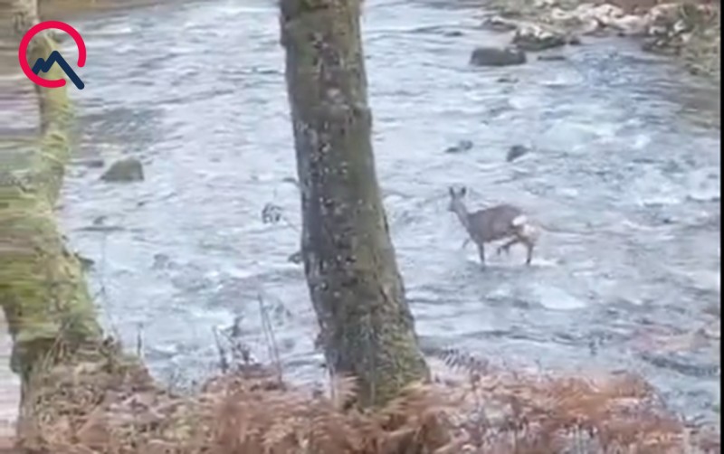 Bu görüntülər sakitləşdirir - VİDEO