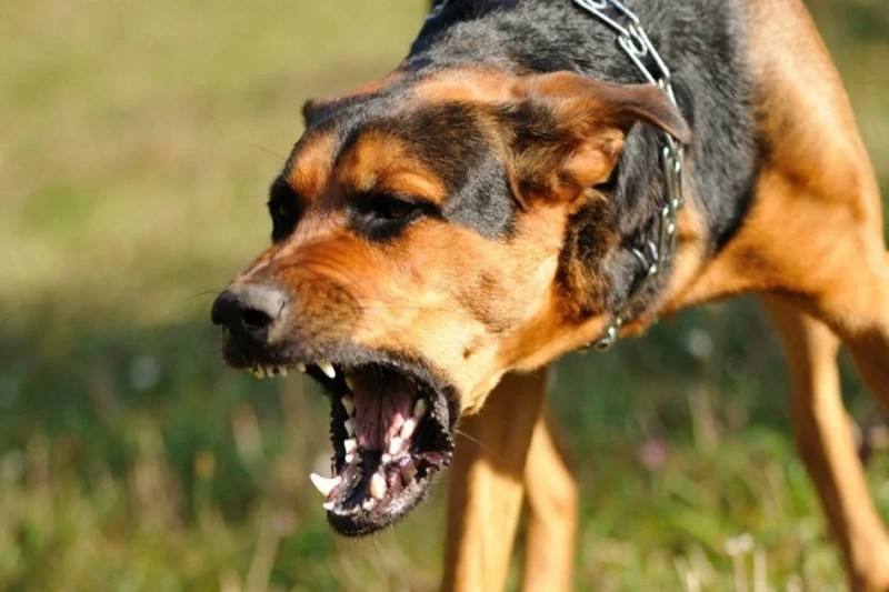 Sahibsiz it 10 yaşlı uşağı dişlədi