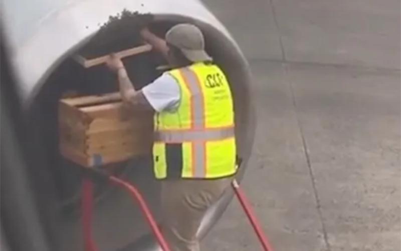 Arılar ABŞ-də təyyarənin gecikməsinə səbəb oldu - VİDEO