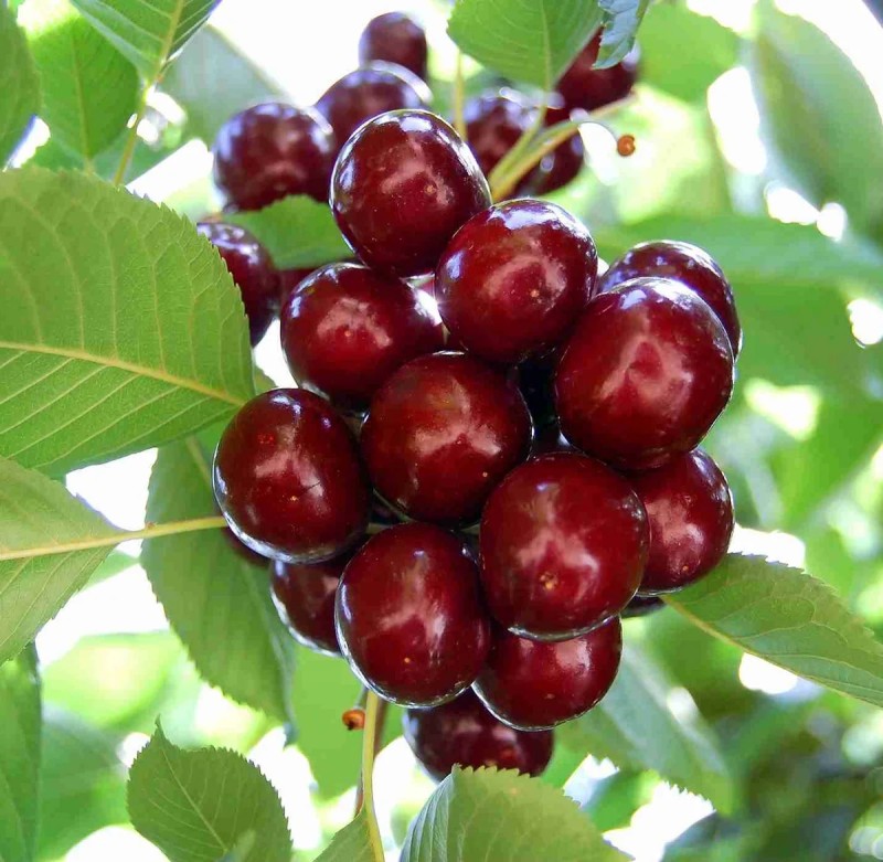 Azərbaycan Özbəkistana gilas tingləri ixrac edəcək