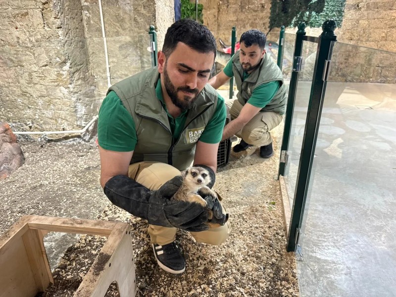 Bakıda qanunsuz saxlanılan vəhşi heyvanlar xilas edildi - FOTOLAR