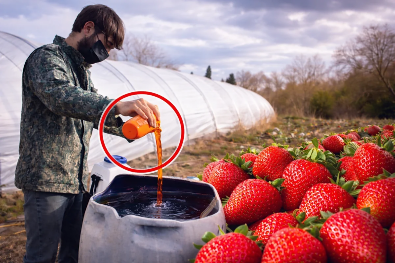 Çiyələyə zəhərli maddələr qatılır? - GÖRÜNTÜLƏR YAYILDI - VİDEO