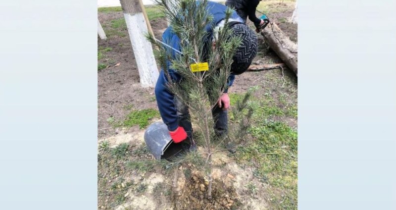 Kəsilən ağaclar quru və qəzalı vəziyyətdə olub - Elmi Cərrahiyyə Mərkəzi
