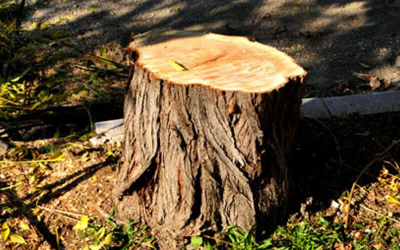 Nərimanovda ağaclar kütləvi şəkildə məhv edildi - FOTO