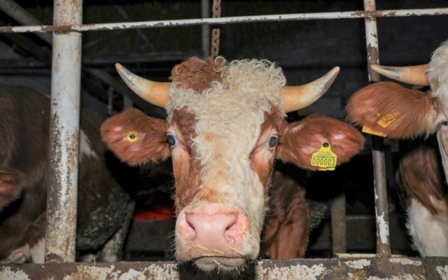 Bu heyvanların bazarlara daxil olmasına icazə verilməyəcək
