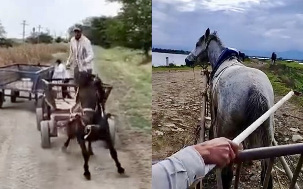 Masallıda atlara işgəncə edən şəxs cəzalandırıldı - VİDEO