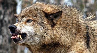 Qaxda canavarlar qoyunları parçaladı