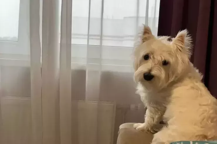 İtlər insan danışığını anlayırlarmı?