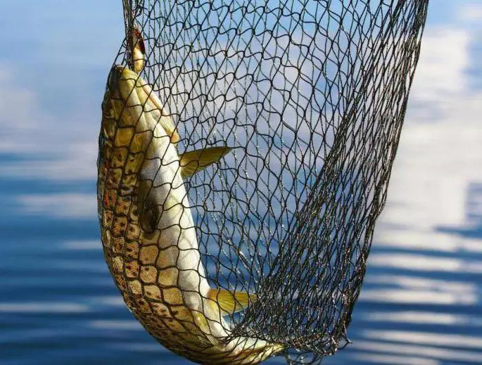 Balıq ovuna qadağa tətbiq edildi