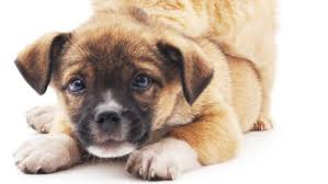 Ev heyvanı olanlara XƏBƏRDARLIQ