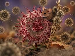 Beş fransız karantinə alındı - Hantavirus qapıda