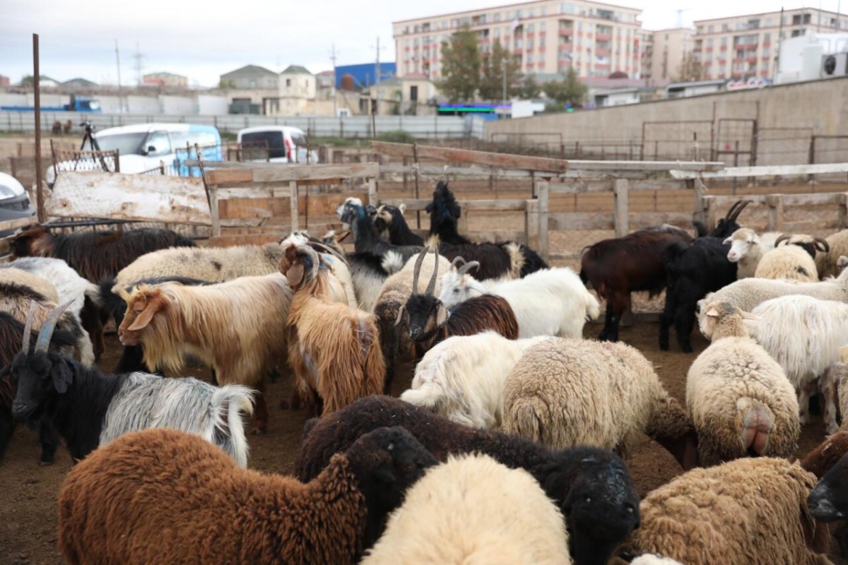 Bayrama yaxın heyvan QİYMƏTLƏRİ