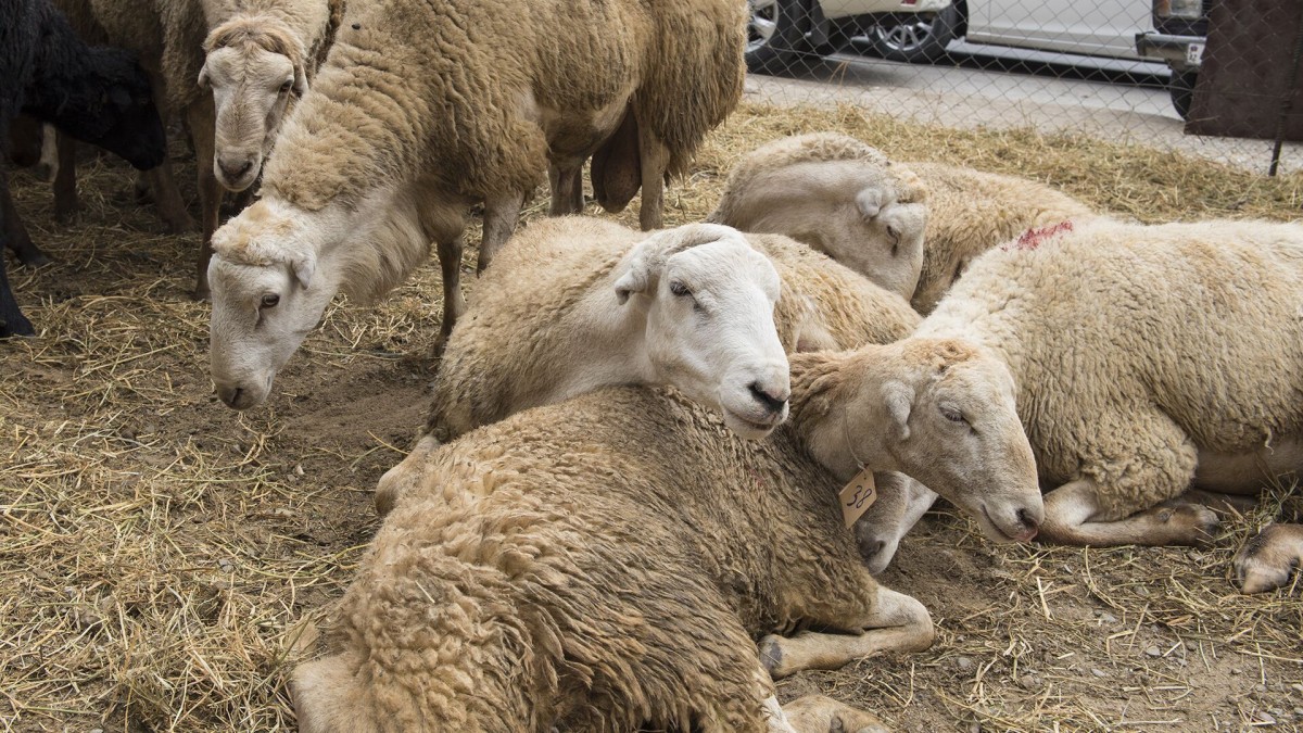 Qurbanlıq heyvanlar harada satılacaq? - ÜNVANLAR