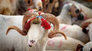 Qurban bayramı yaxınlaşır - Heyvan bazarında qiymətlər necədir?