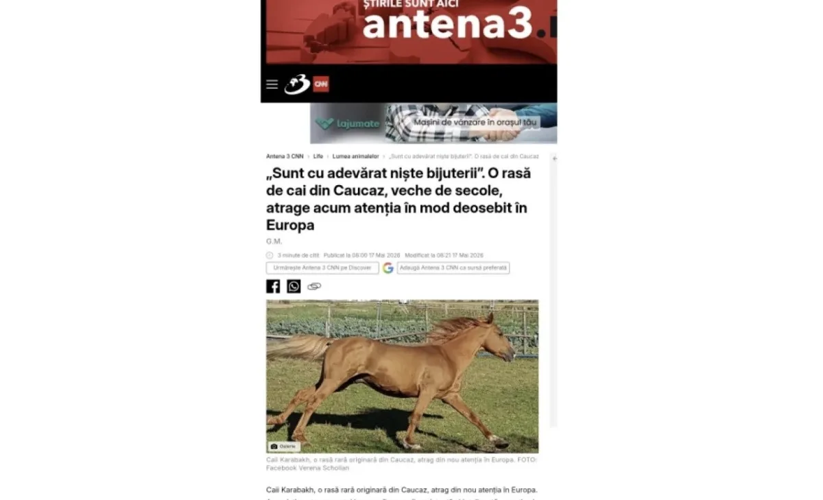 Qarabağ atları Avropada yenidən diqqət mərkəzində