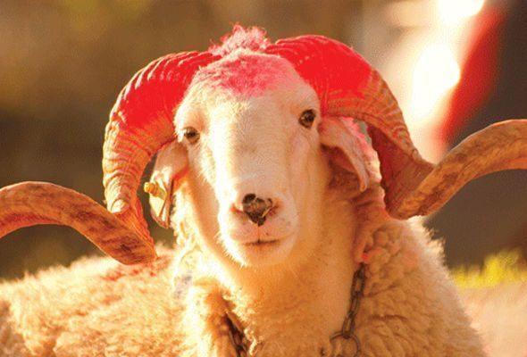 Qurbanlıq qoyunlar bahalaşıb