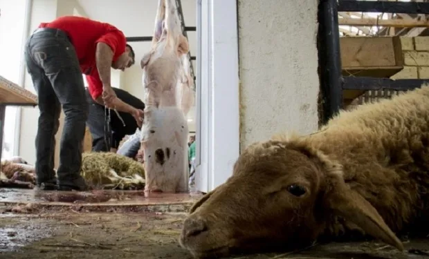 Bayram günü nə qədər qurban kəsilib?