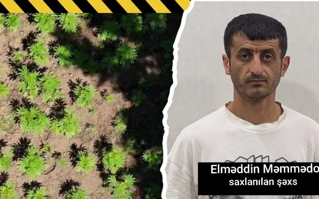 Milli Parkın ərazisində narkoplantasiya yetişdirən şəxs həbs edildi - Əməliyyatın görüntüsü