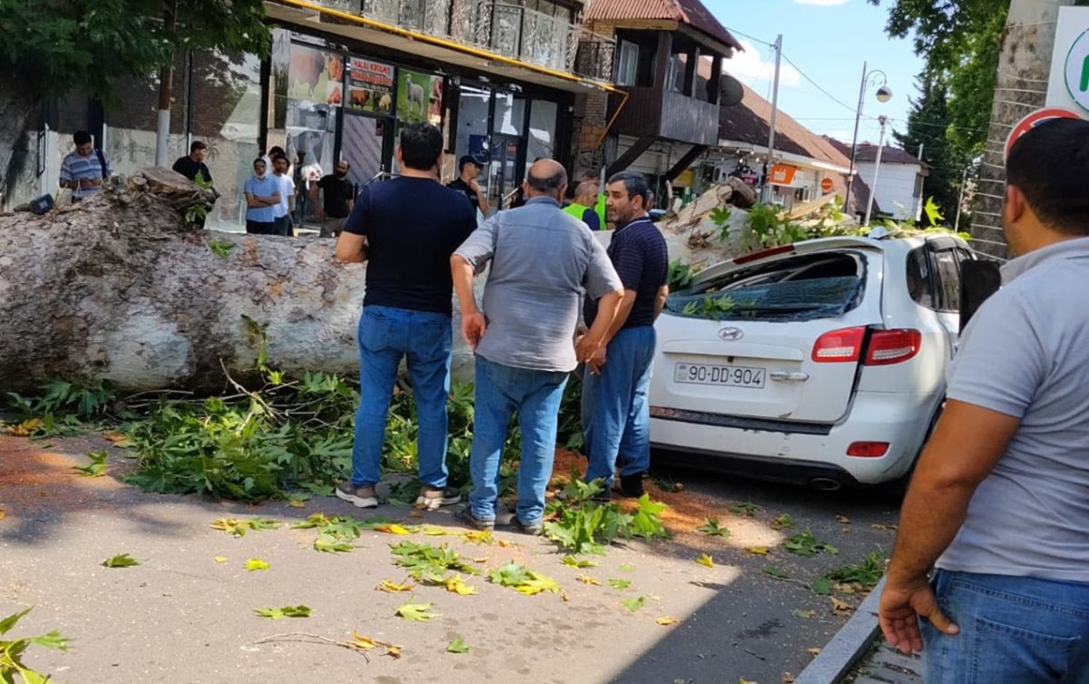 Çinar maşının üstünə aşdı