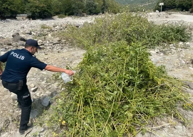 1 tondan çox çətənə kolu məhv edildi