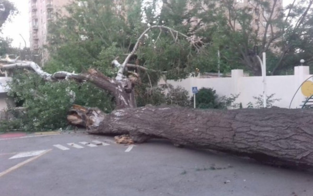 Bakıda külək 7 ağacı aşırdı