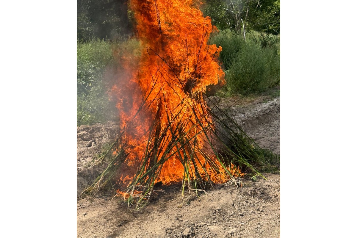 Laçında 1,2 ton çətənə kolu məhv edilib