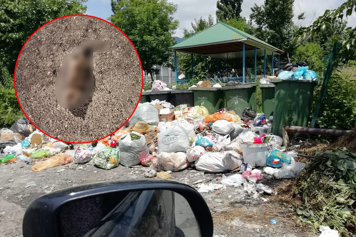 Qəbələdə üfunət və iri siçanlardan şikayət: Sakinlər kömək istəyirlər