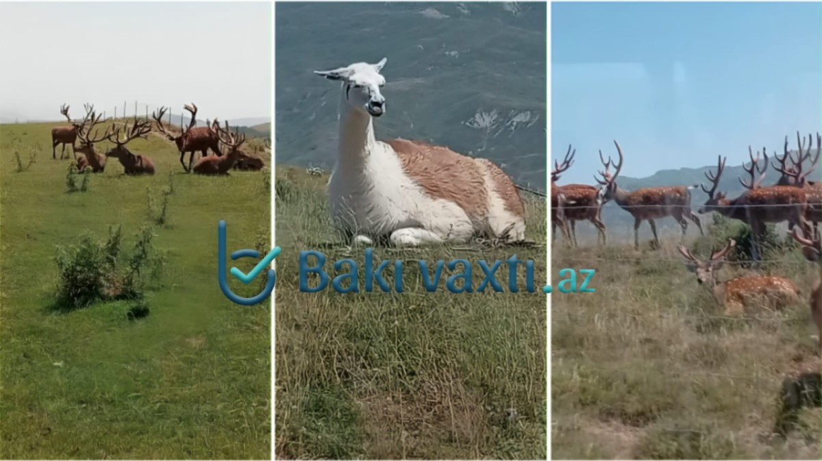 Bir gün Safari Parkda - FOTO - VİDEO