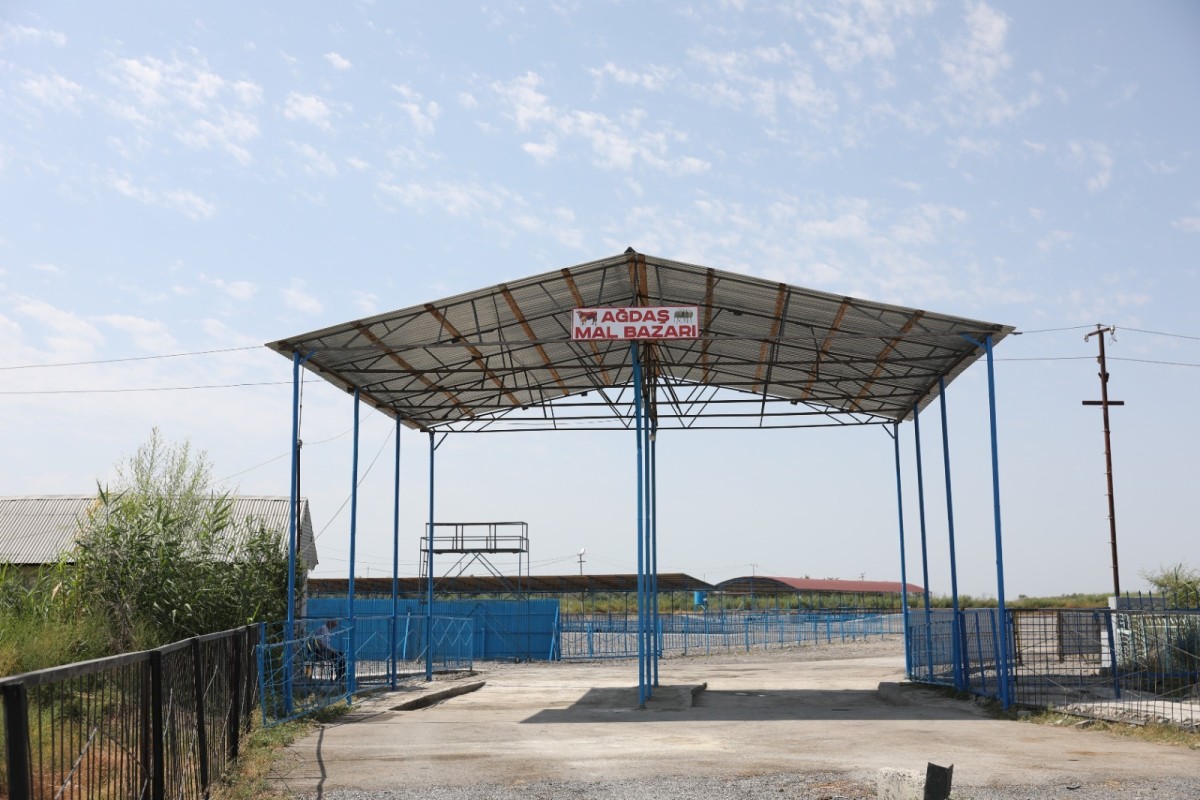 Ağdaşda heyvan satışı bazarı fəaliyyətini bərpa edib - FOTOLAR