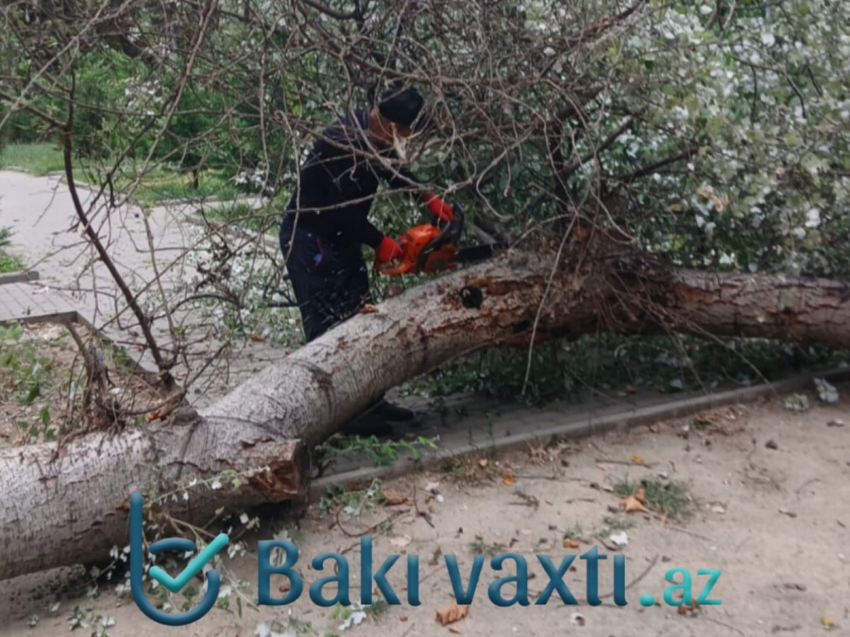 Mingəçevirdə qırılan ağac ərazini işıqsız qoydu - FOTO + VİDEO