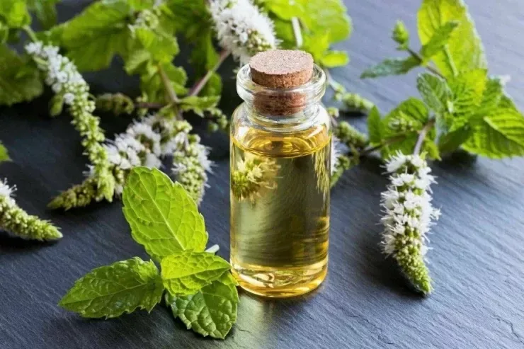Nanə yağı təzyiqi aşağı sala bilər