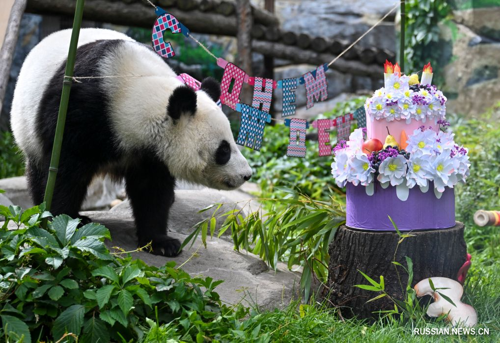 Moskva Zooparkında Panda Katyuşanın ad günü keçirilib - FOTOLAR