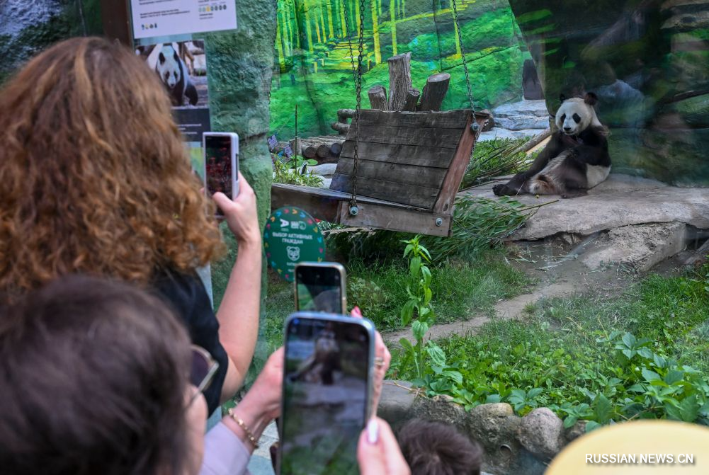 Moskva Zooparkında Panda Katyuşanın ad günü keçirilib - FOTOLAR