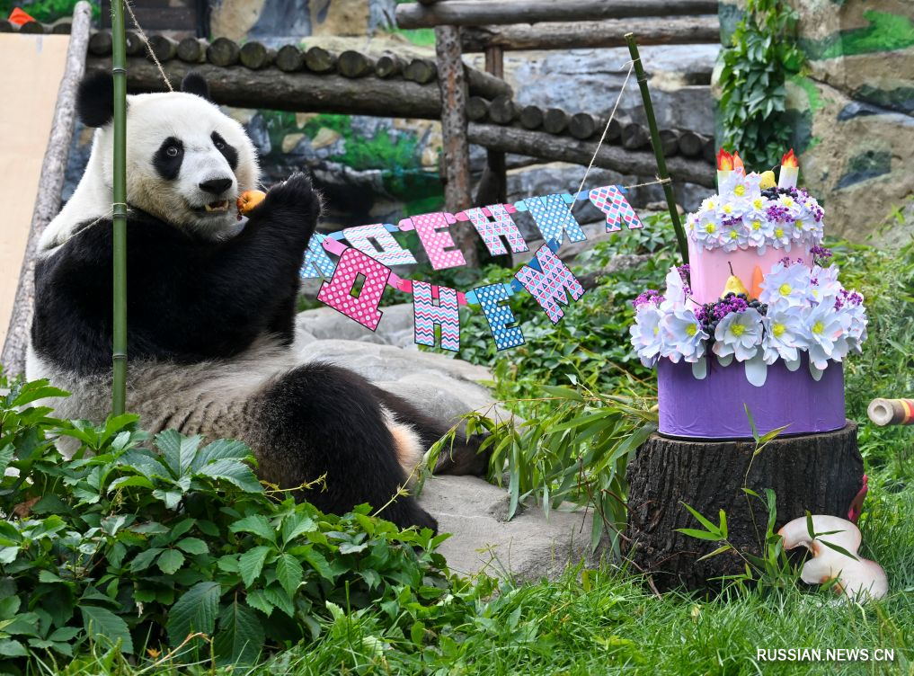 Moskva Zooparkında Panda Katyuşanın ad günü keçirilib - FOTOLAR