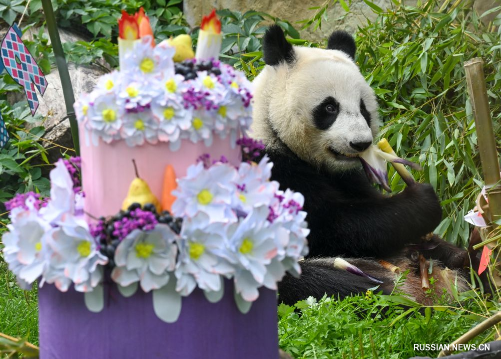 Moskva Zooparkında Panda Katyuşanın ad günü keçirilib - FOTOLAR