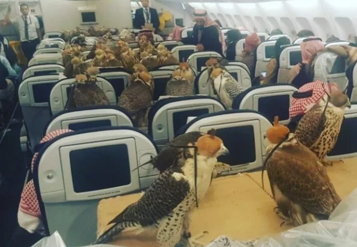 Səudiyyə şahzadəsi 80 şahin üçün təyyarə bileti aldı